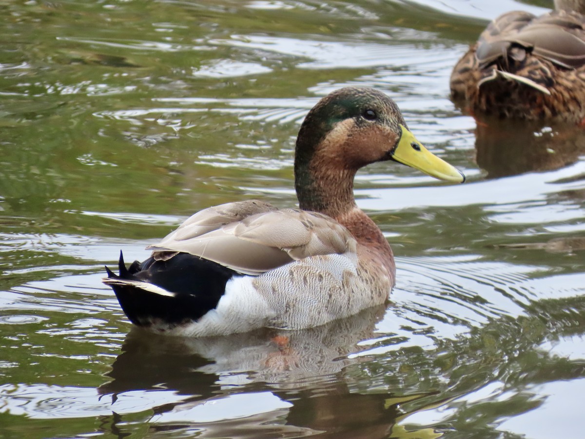 kachna divoká x pobřežní (hybrid) - ML646608509
