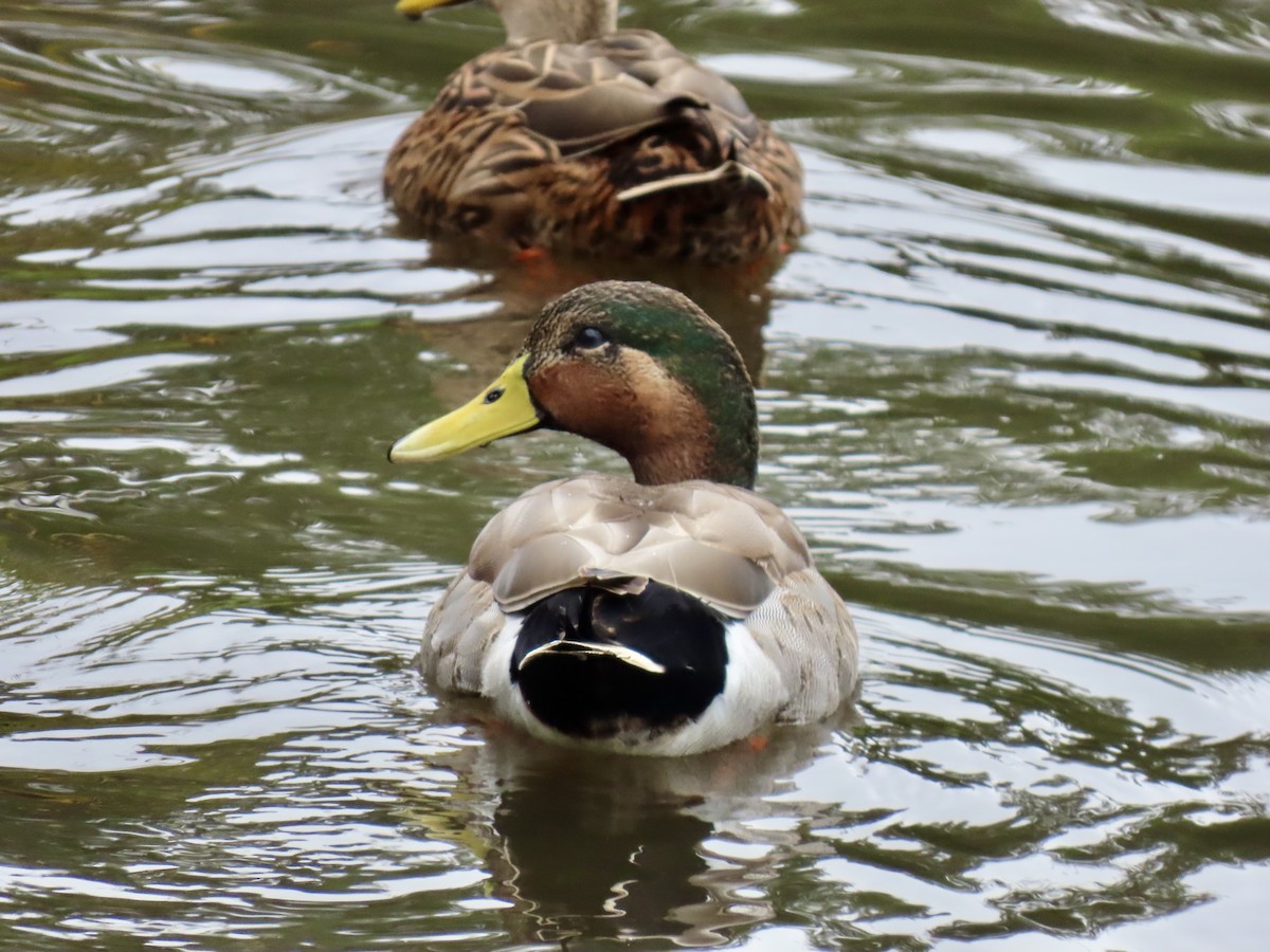 kachna divoká x pobřežní (hybrid) - ML646608510