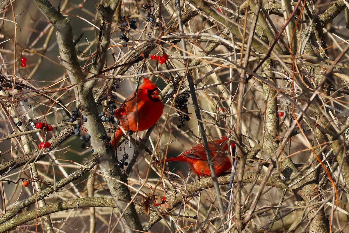 Kardinal arrunta - ML646608512