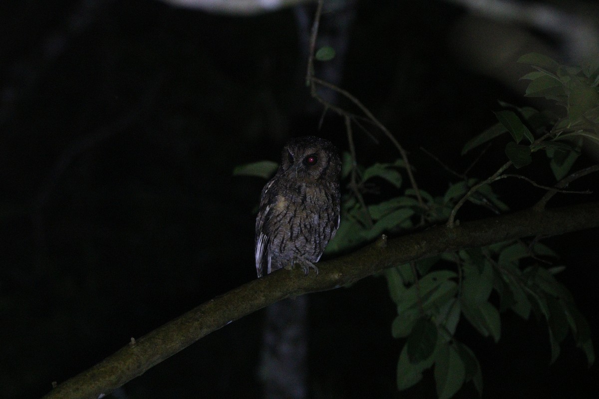 Black-capped Screech-Owl - ML646608513