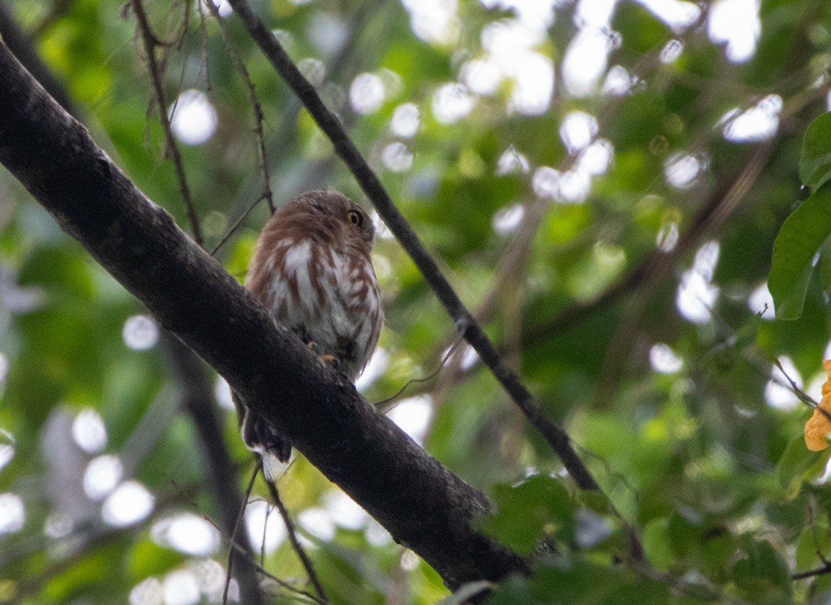 ブラジルコスズメフクロウ - ML646608514