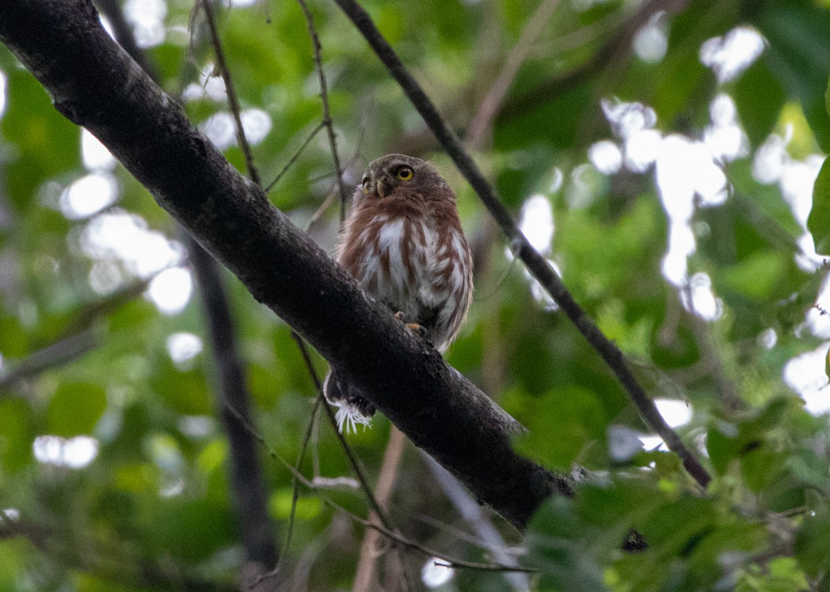 ブラジルコスズメフクロウ - ML646608515