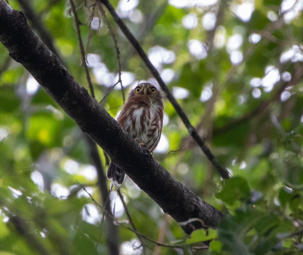 ブラジルコスズメフクロウ - ML646608516