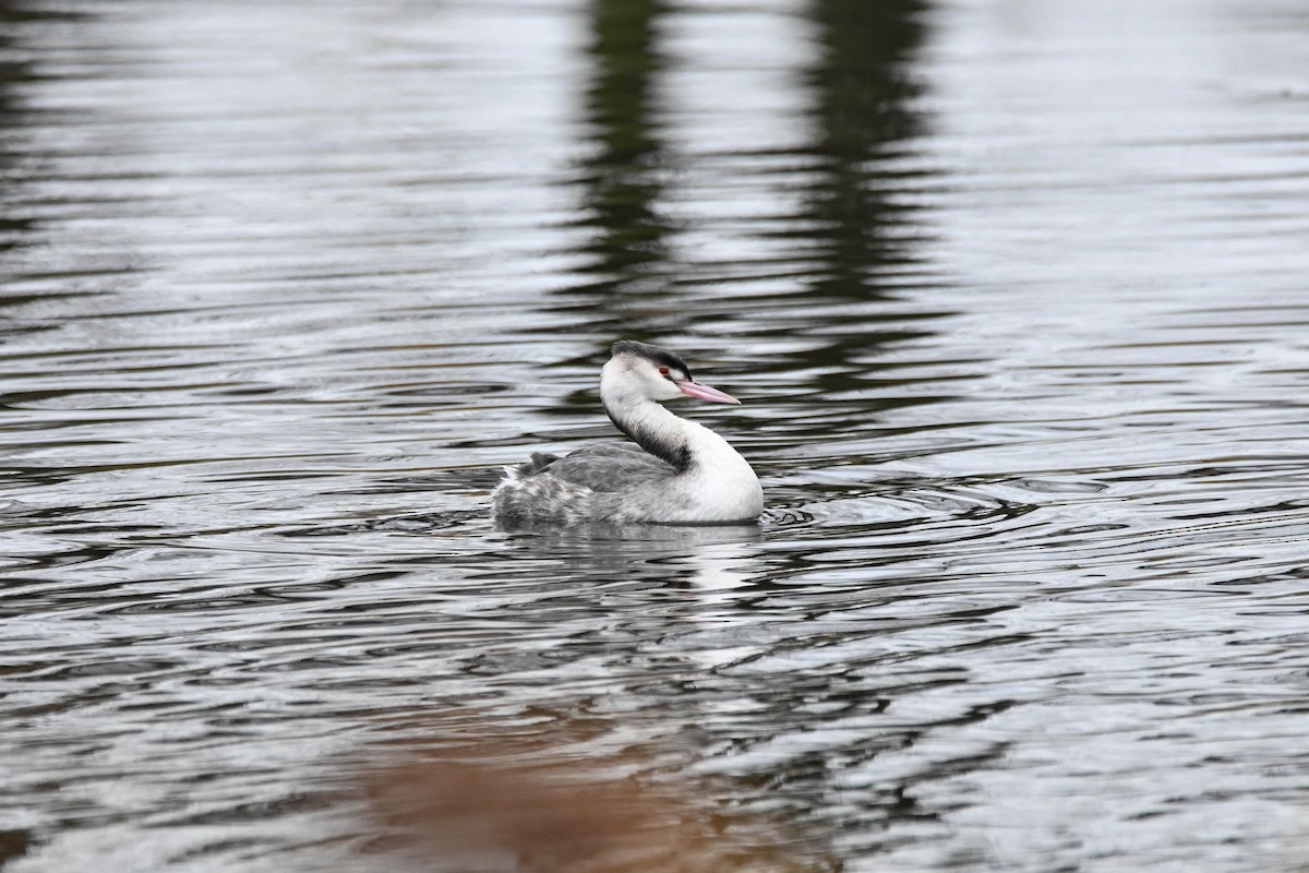 冠鸊鷉 - ML646608530