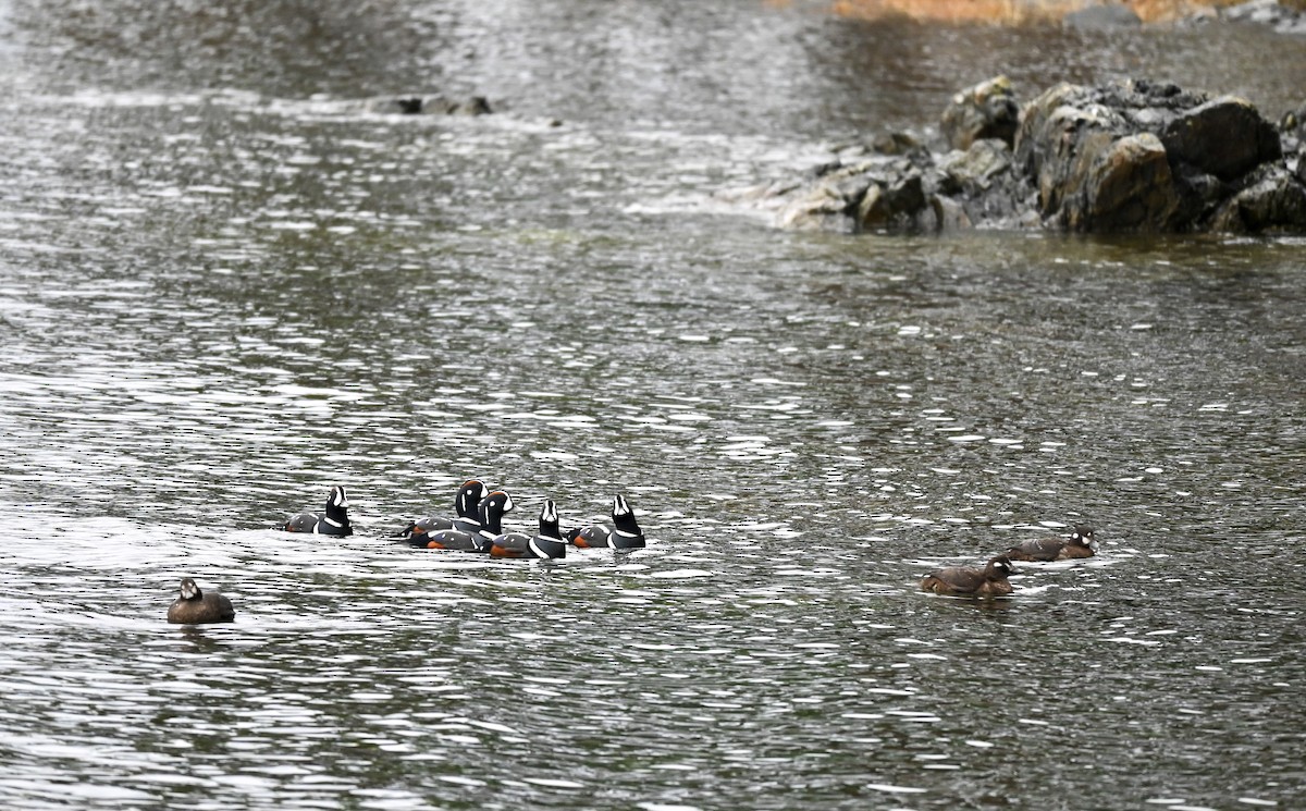 Harlequin Duck - ML646608531