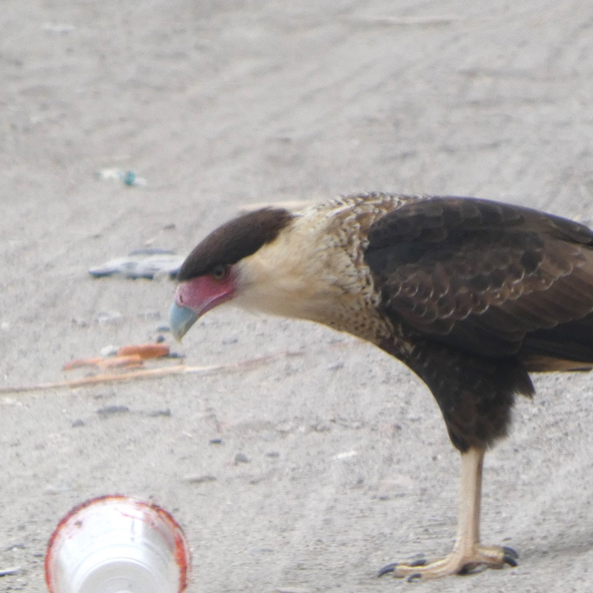 Crested Caracara - ML646608532