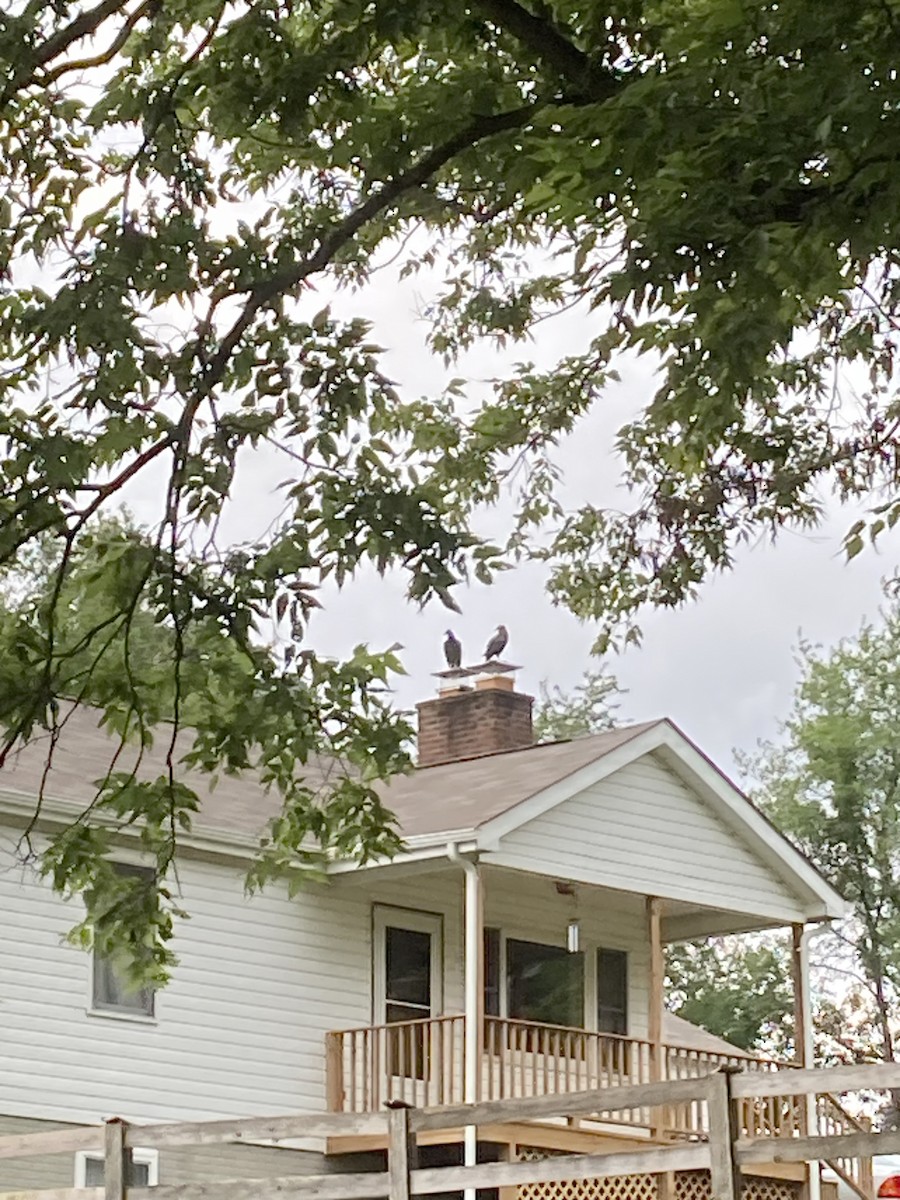 Чёрная катарта - ML646608533