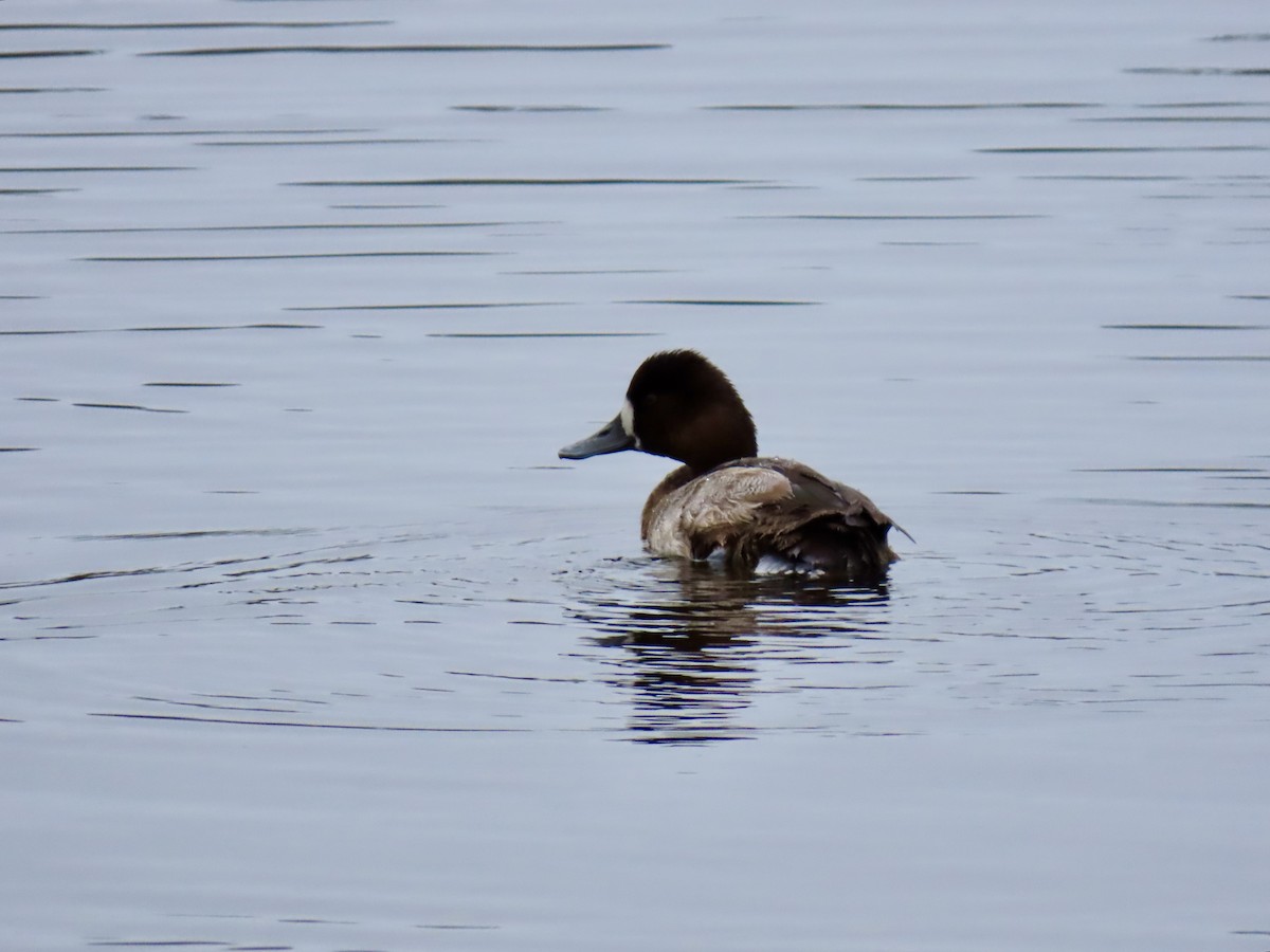 polák kaholka - ML646608539