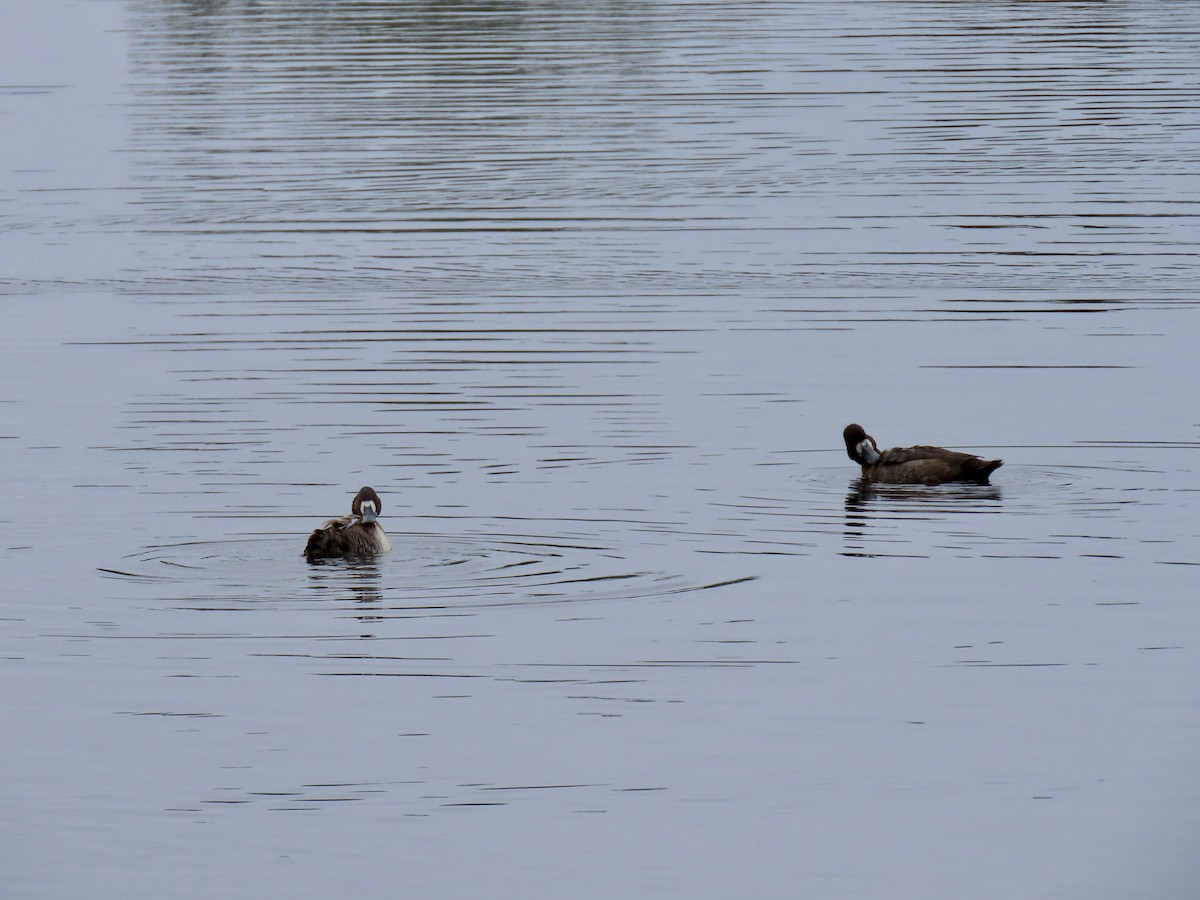 polák kaholka - ML646608541