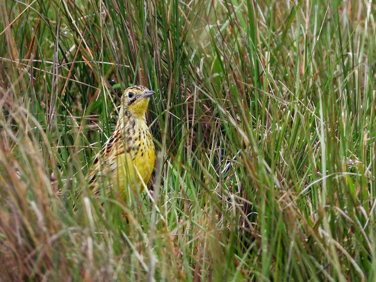 Sharpe's Longclaw - ML646608542