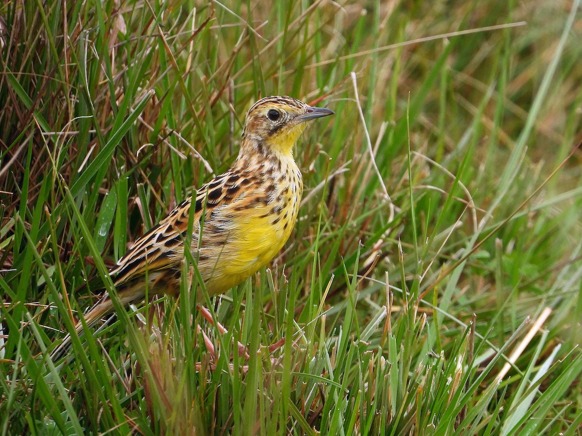 Sharpe's Longclaw - ML646608543