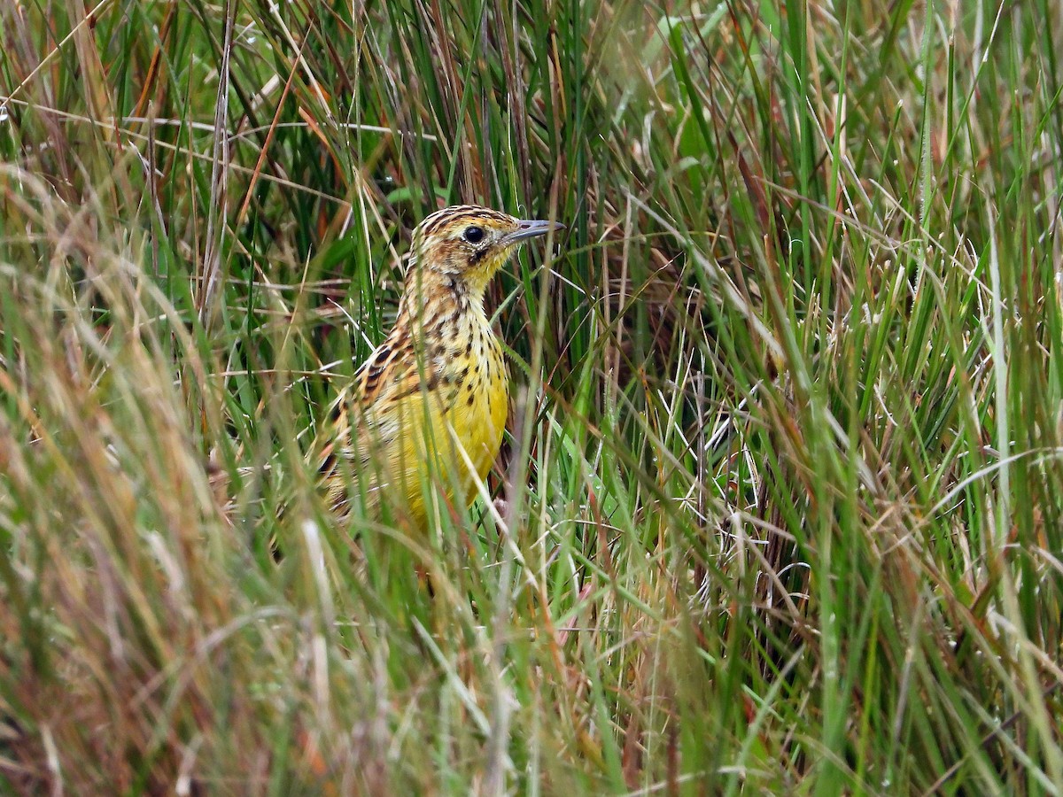 Sharpe's Longclaw - ML646608544