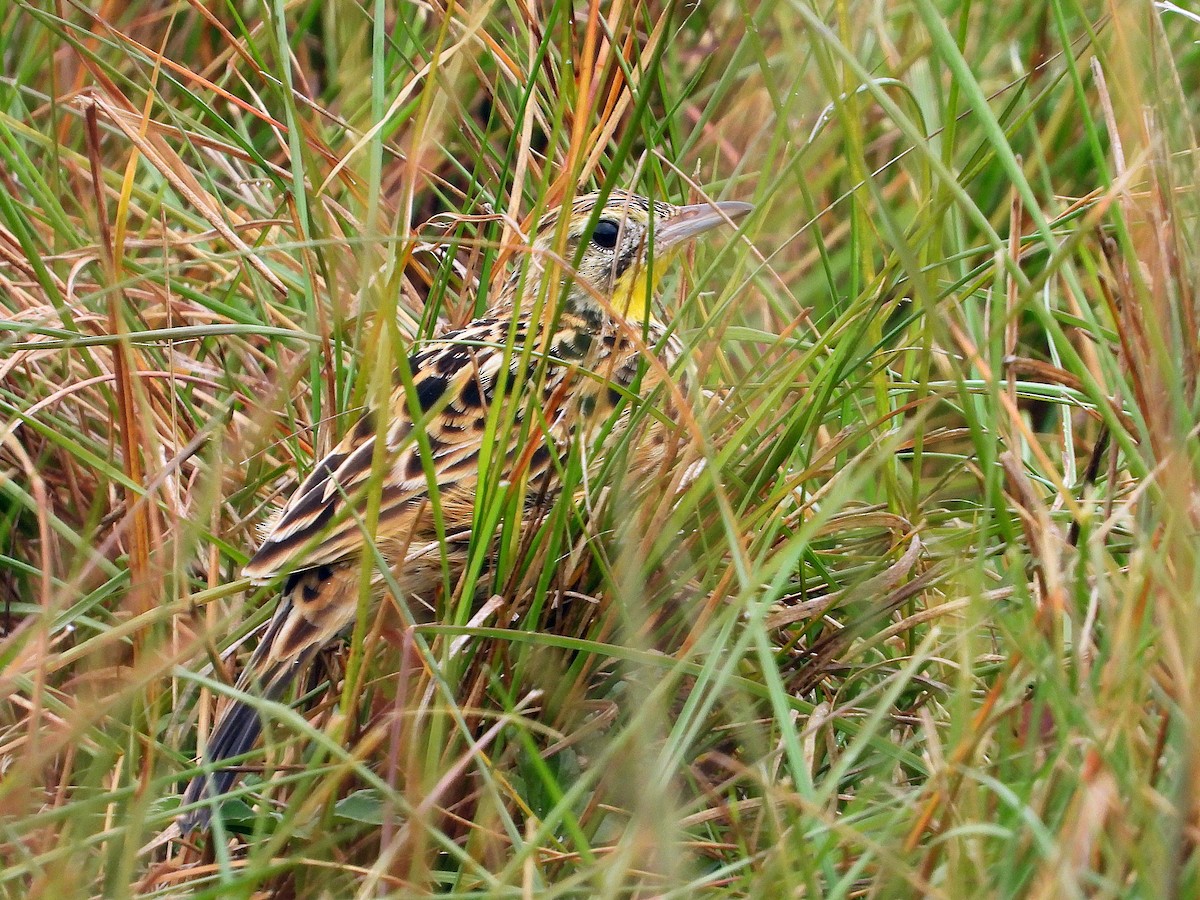 Sharpe's Longclaw - ML646608545