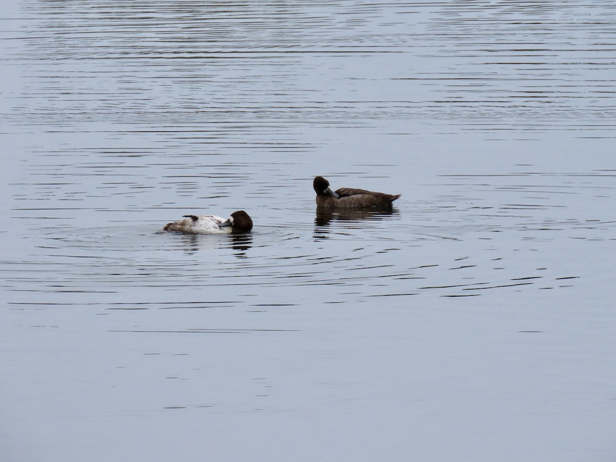 polák kaholka - ML646608546