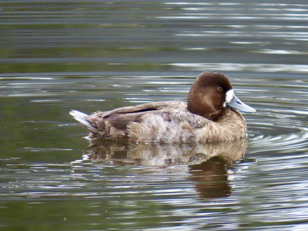 polák kaholka - ML646608548