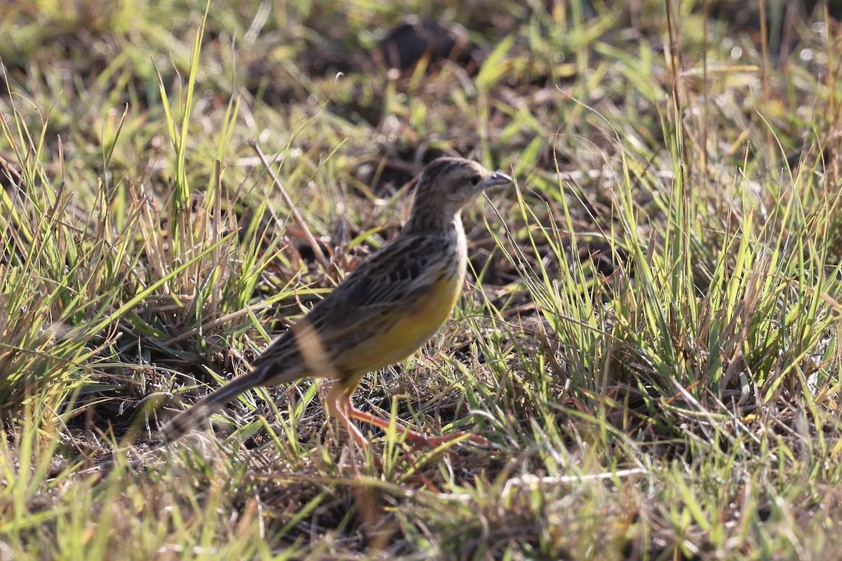 Yellow-throated Longclaw - ML646608549