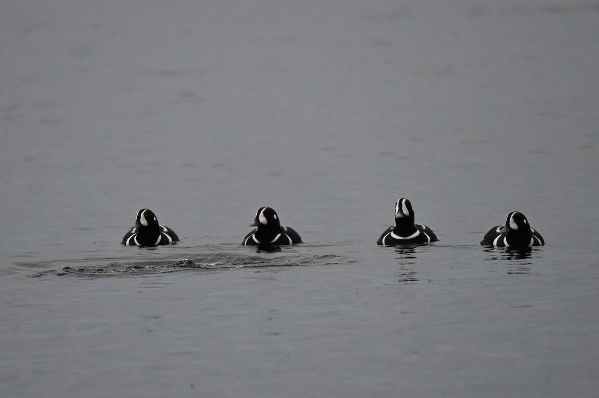 Harlequin Duck - ML646608550