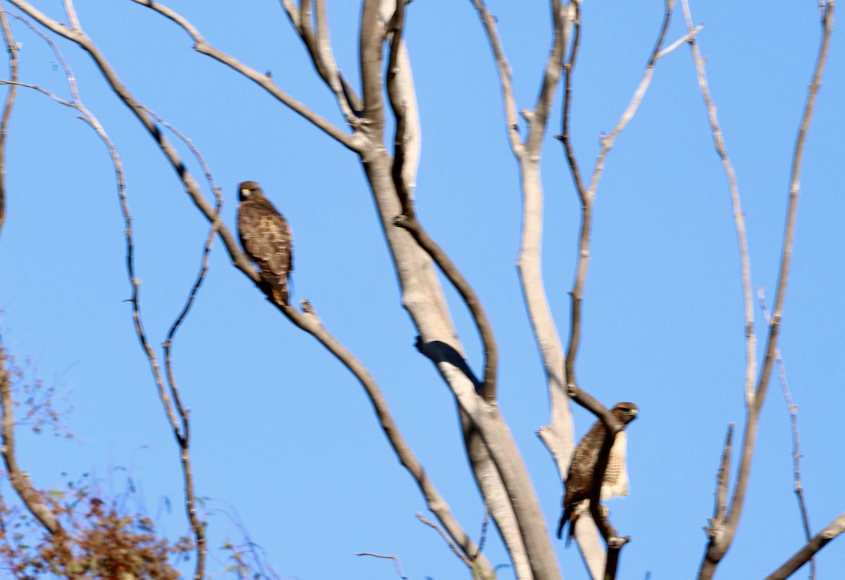 Red-tailed Hawk - ML646608551