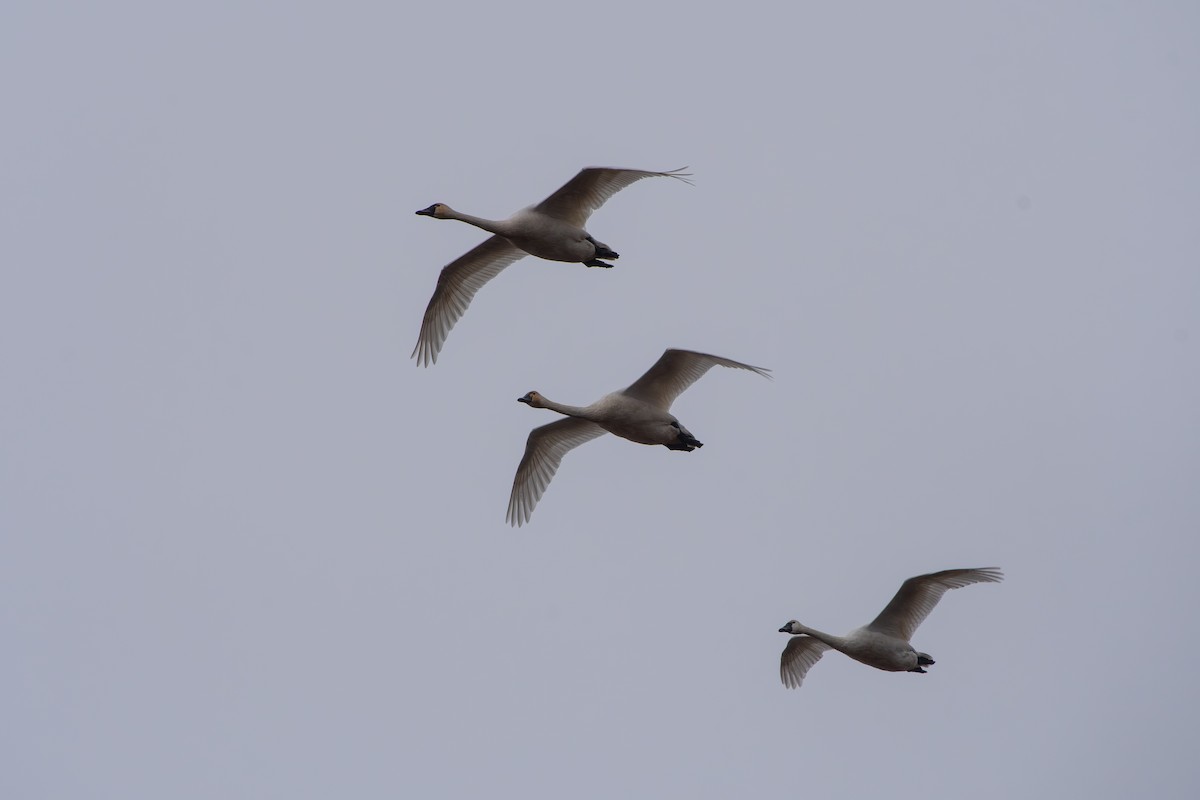 Küçük Kuğu - ML646608554