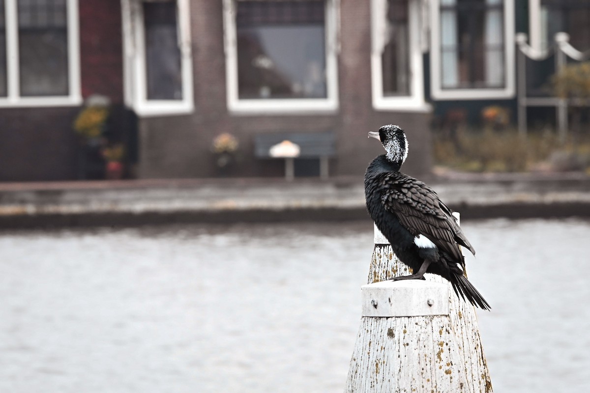 鸕鷀 - ML646608555