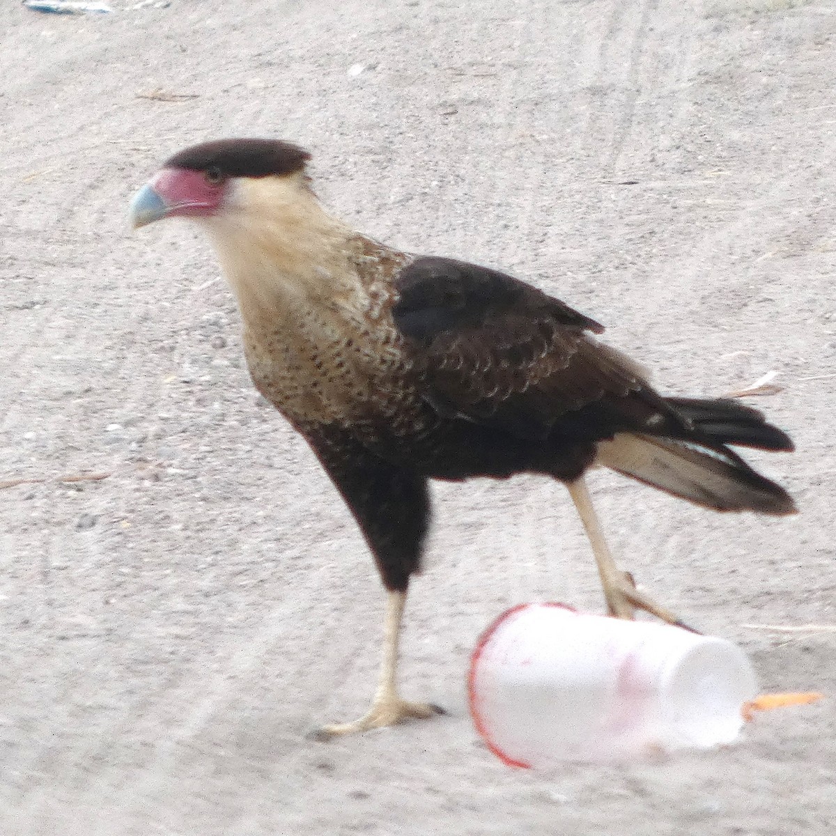 Crested Caracara - ML646608557