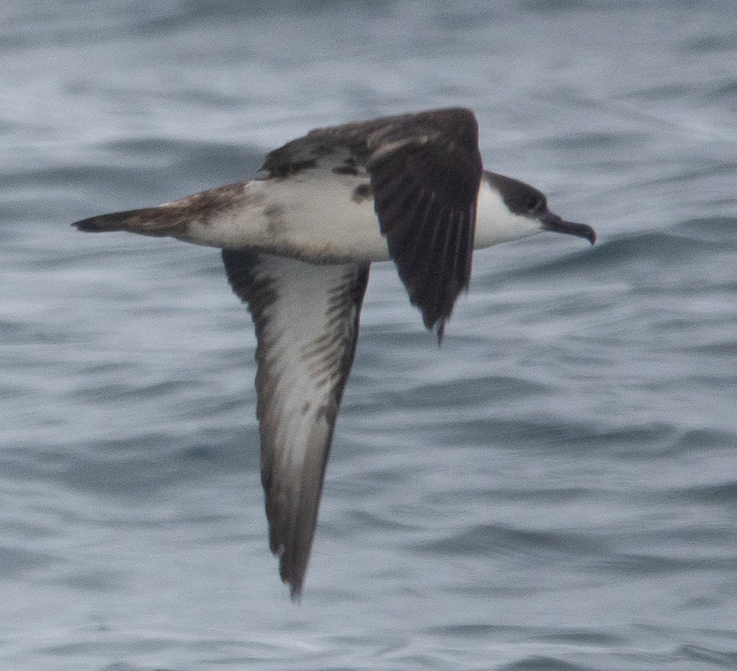 Kappensturmtaucher - ML646608558