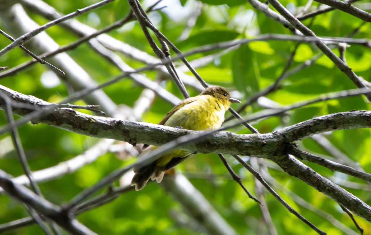 キゴシフウキンチョウ - ML646608560