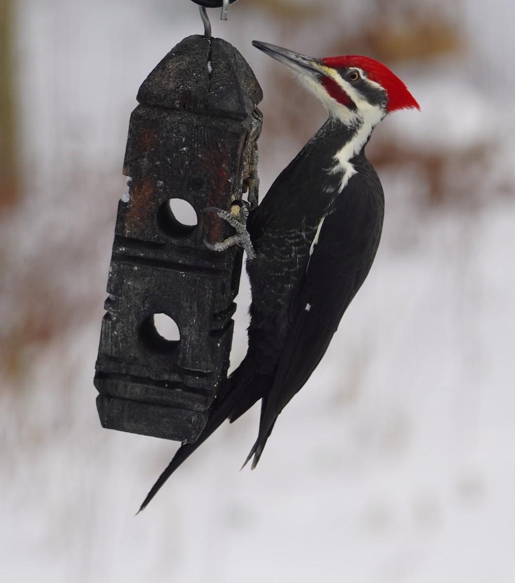 Picamaderos Norteamericano - ML646608563