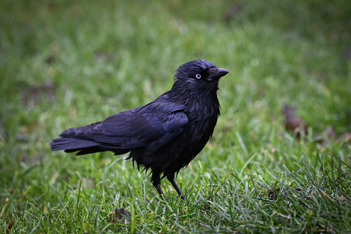 Eurasian Jackdaw - ML646608568
