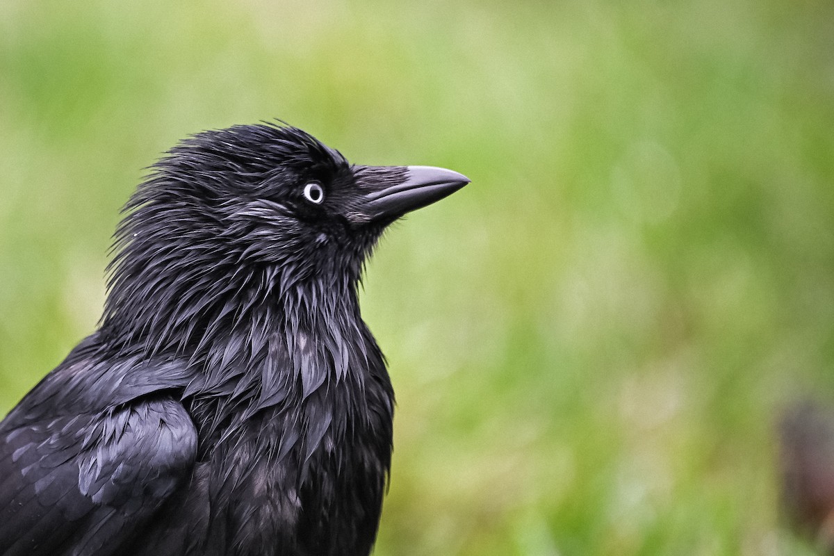 Eurasian Jackdaw - ML646608569