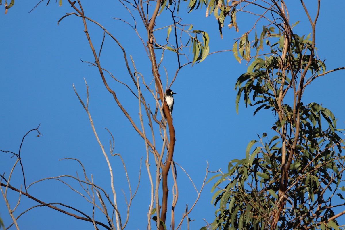 Acorn Woodpecker - ML646608571