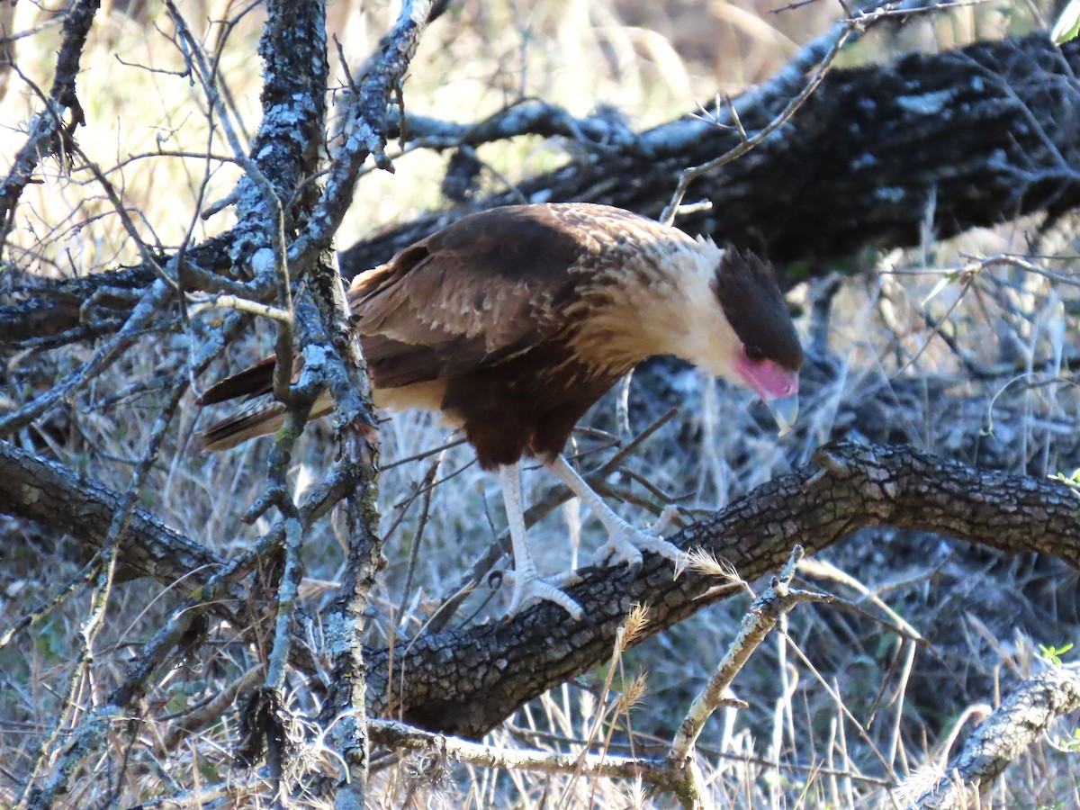 Crested Caracara - ML646608572