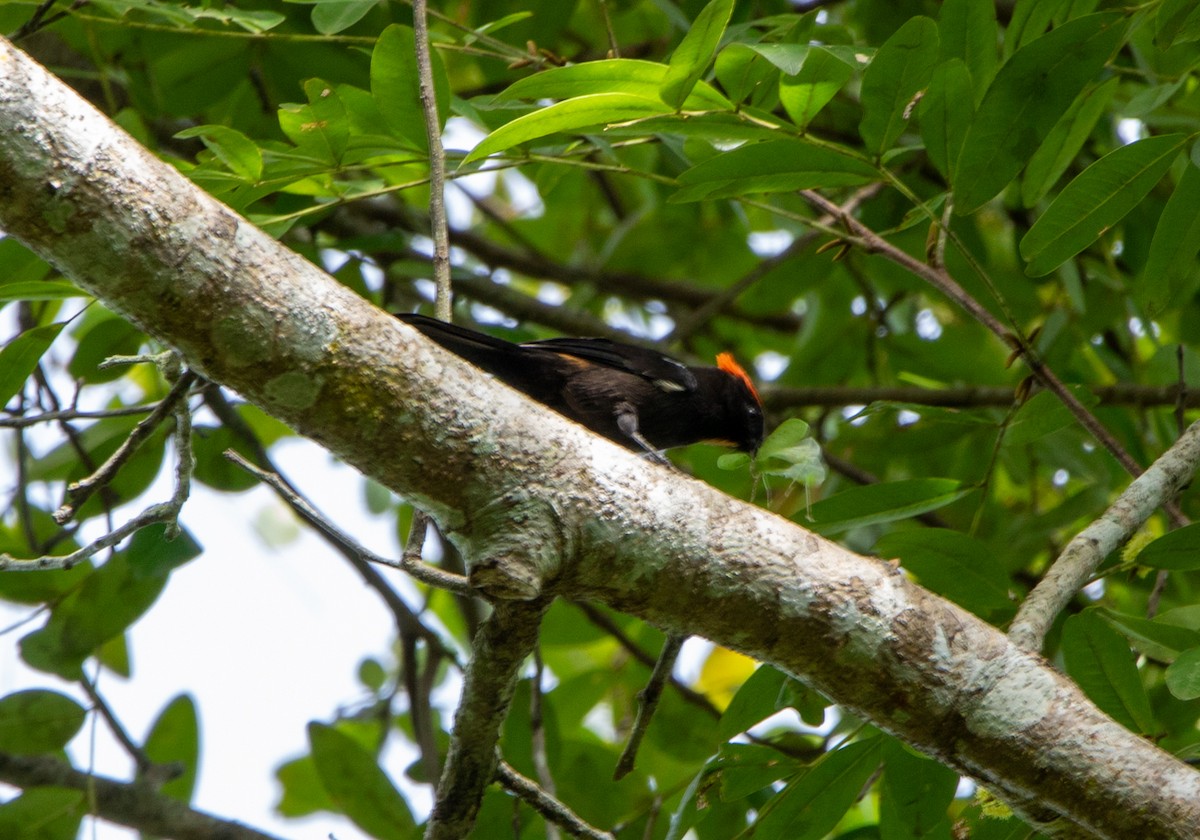 カンムリクロフウキンチョウ - ML646608573