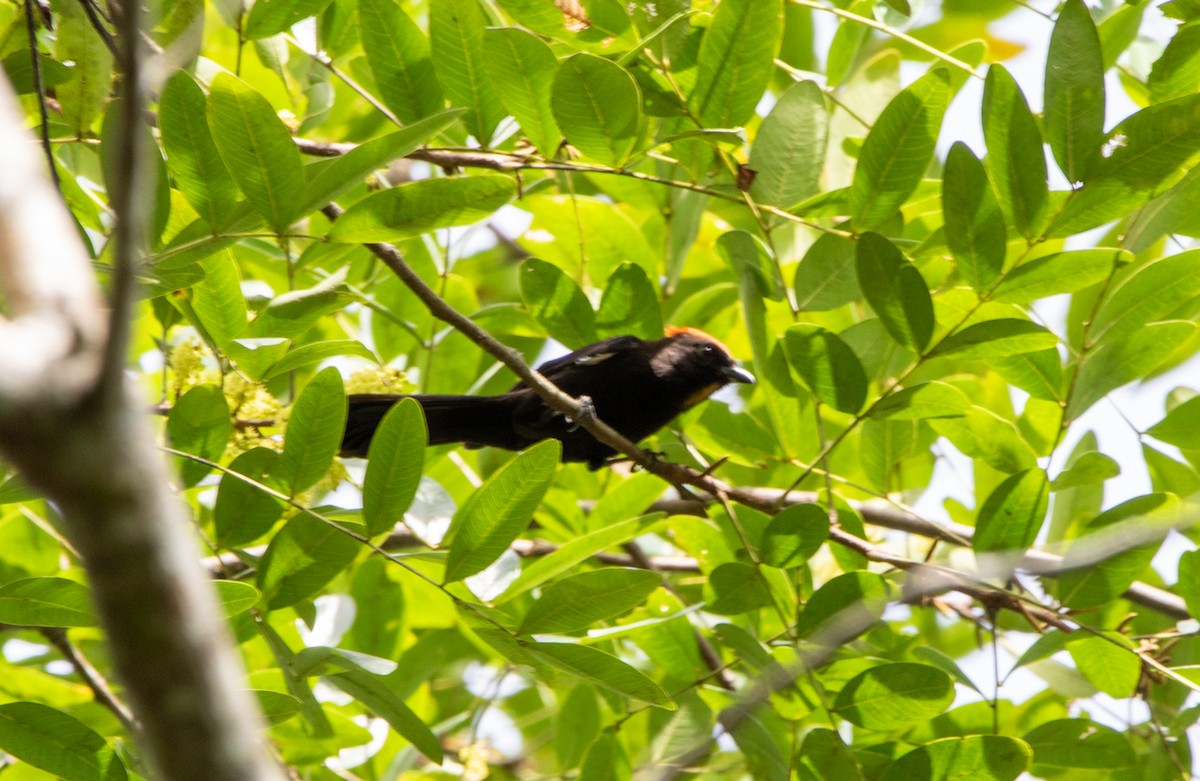 カンムリクロフウキンチョウ - ML646608574