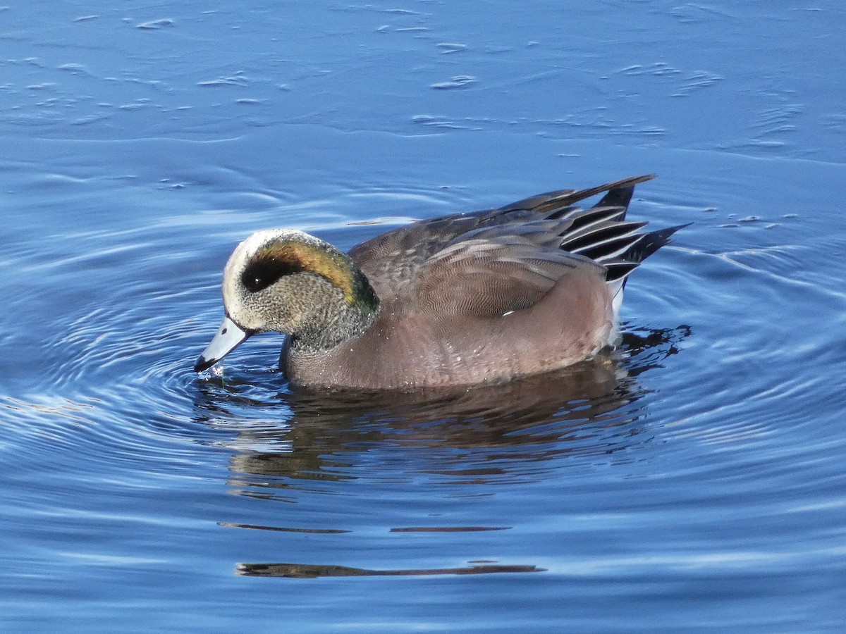 American Wigeon - ML646608575