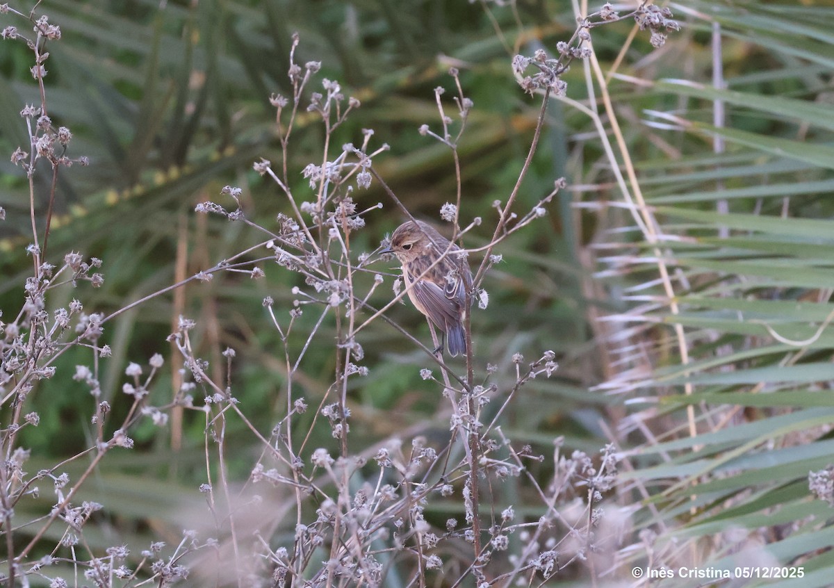 European Stonechat - ML646608578