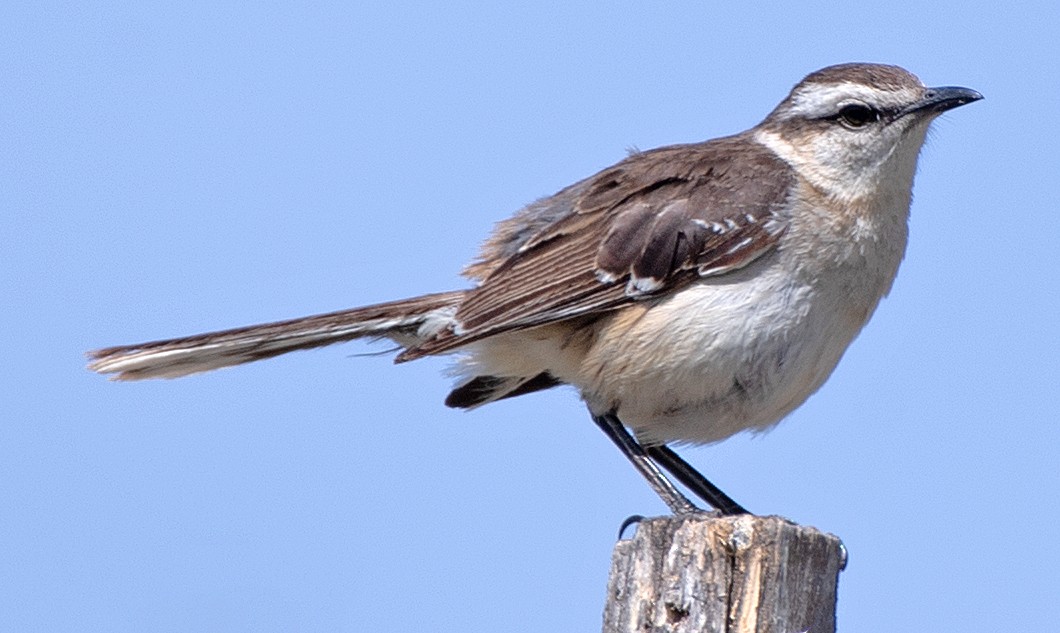 langbrynspottefugl - ML646608580