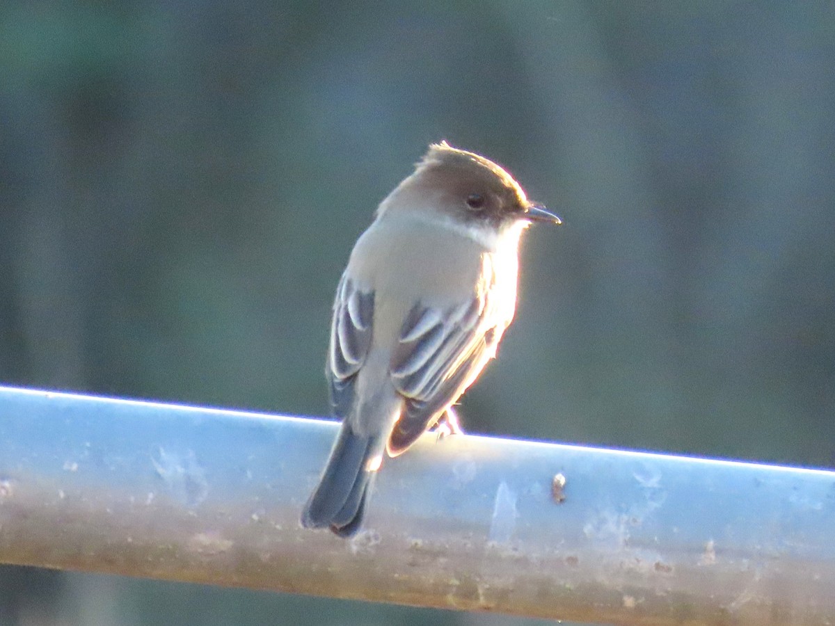 Eastern Phoebe - ML646608581