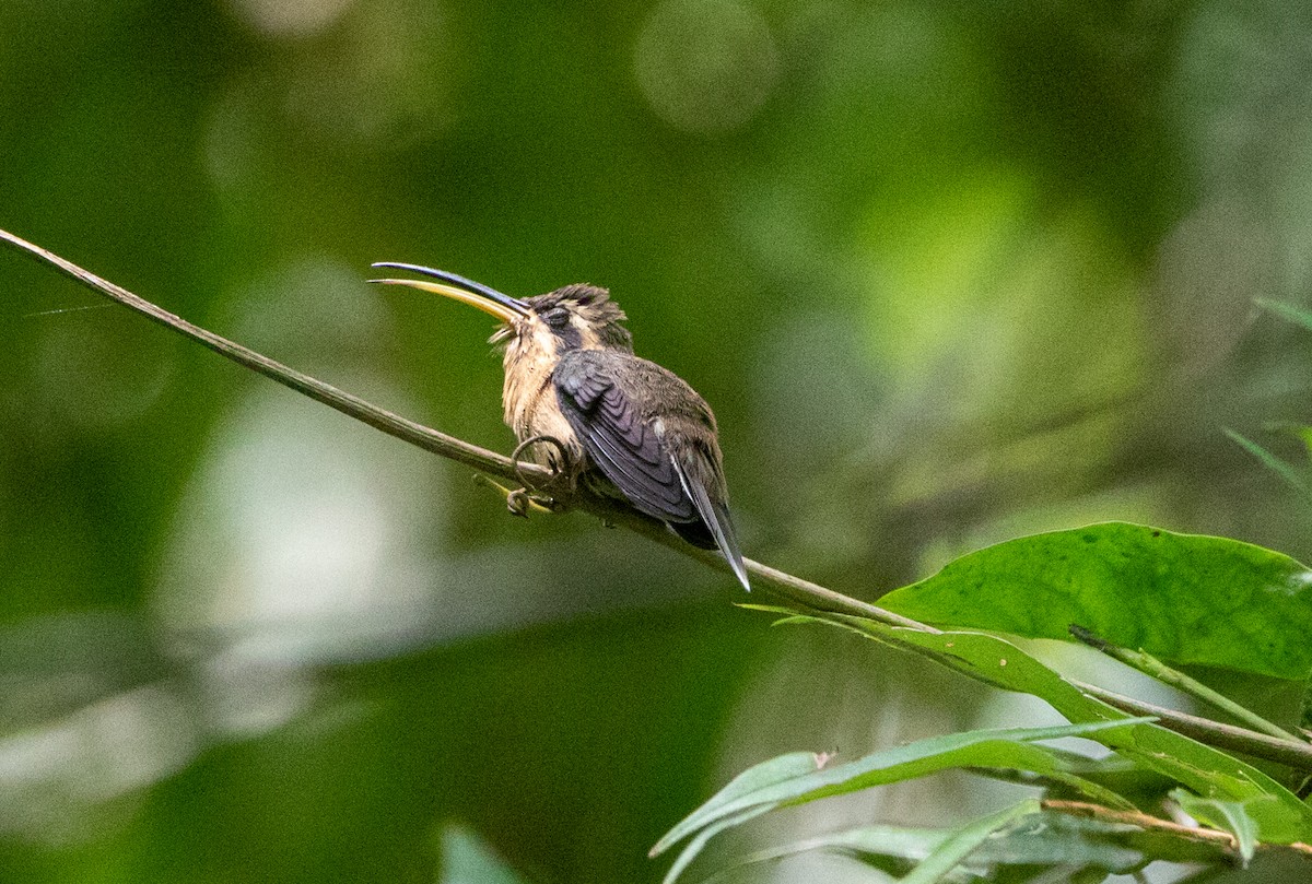 クロアゴユミハチドリ - ML646608582