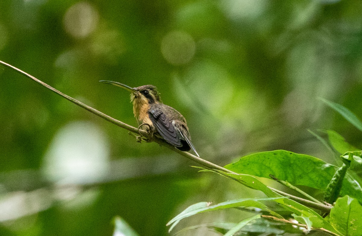 クロアゴユミハチドリ - ML646608583
