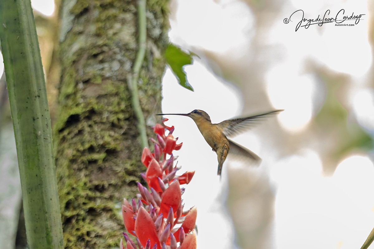 Прямоклювый колибри-отшельник - ML646608584