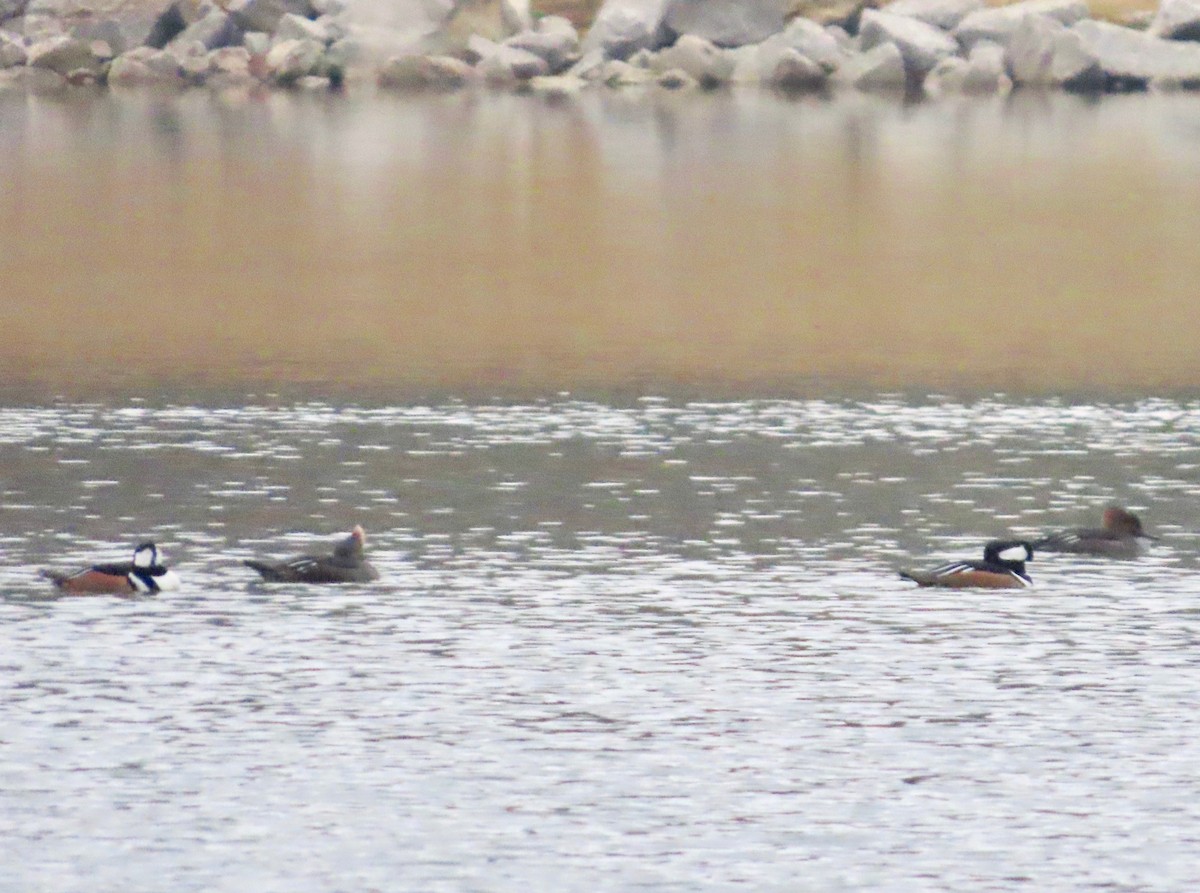 hjelmfiskand - ML646608585