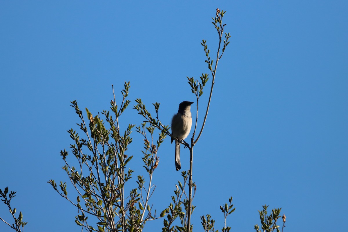 California Scrub-Jay - ML646608589