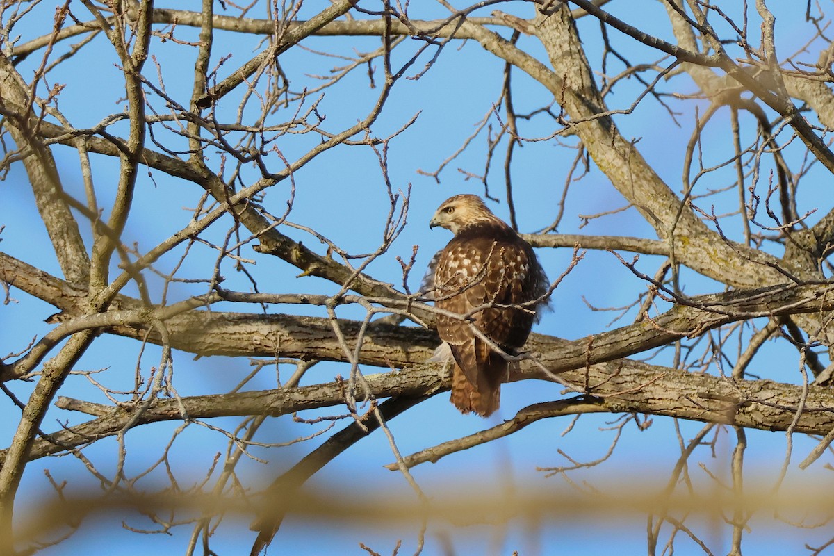 Zapelatz buztangorria - ML646608591