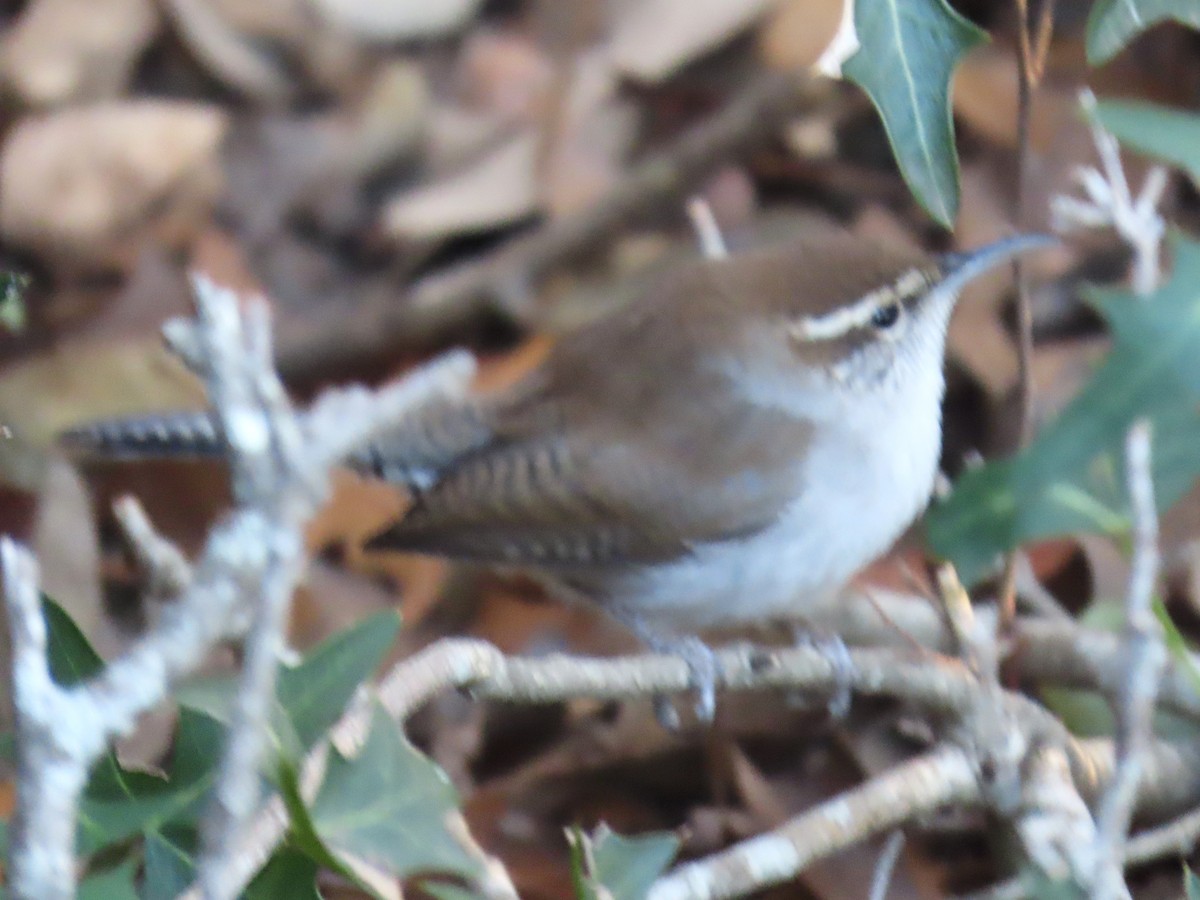 シロハラミソサザイ - ML646608592