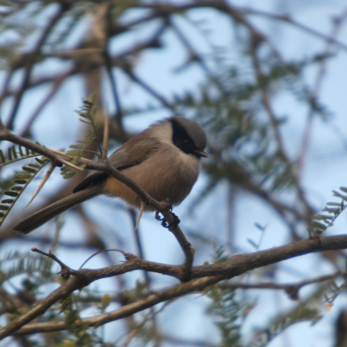 Bushtit - ML646608593