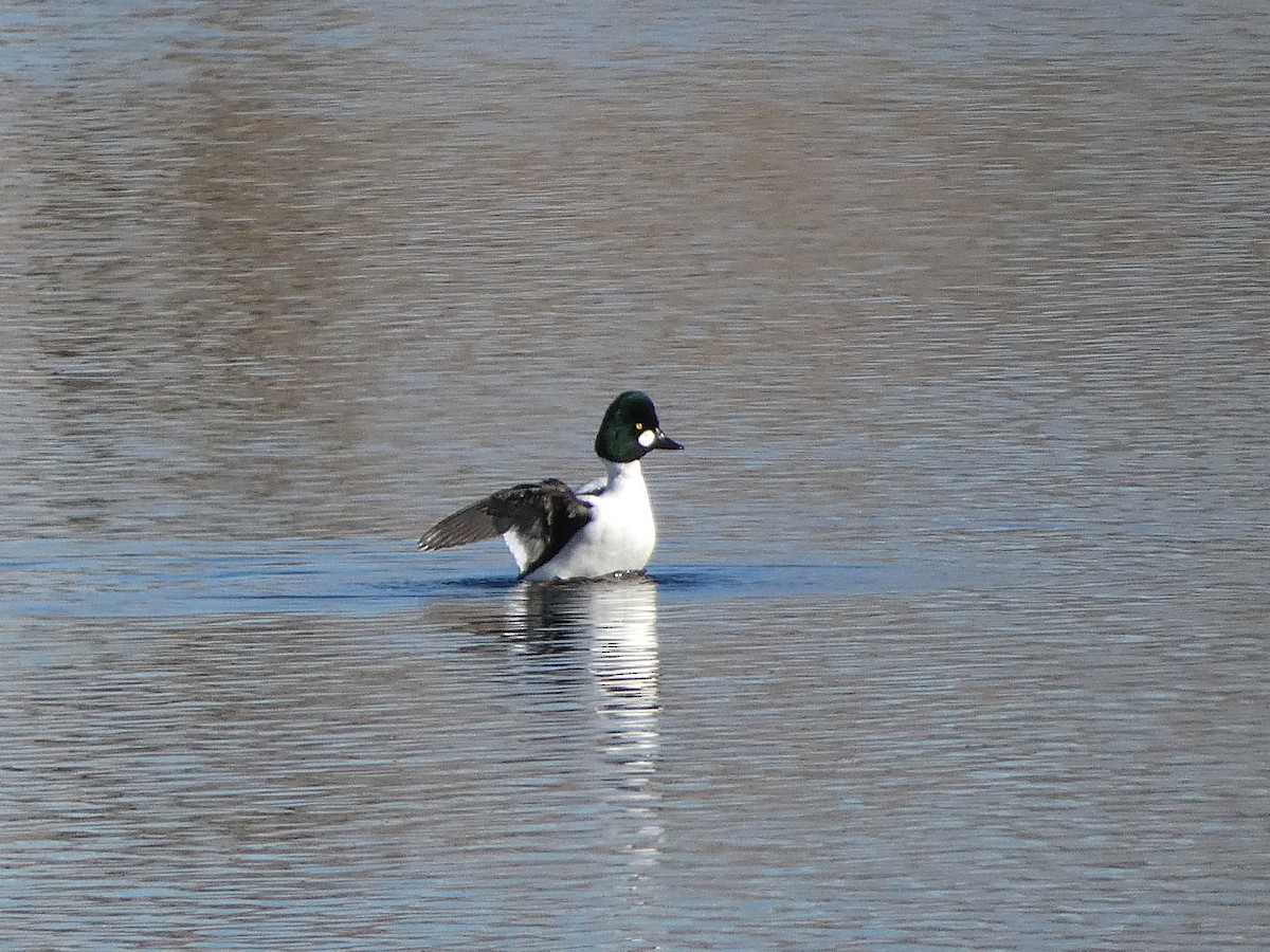 Common Goldeneye - ML646608596