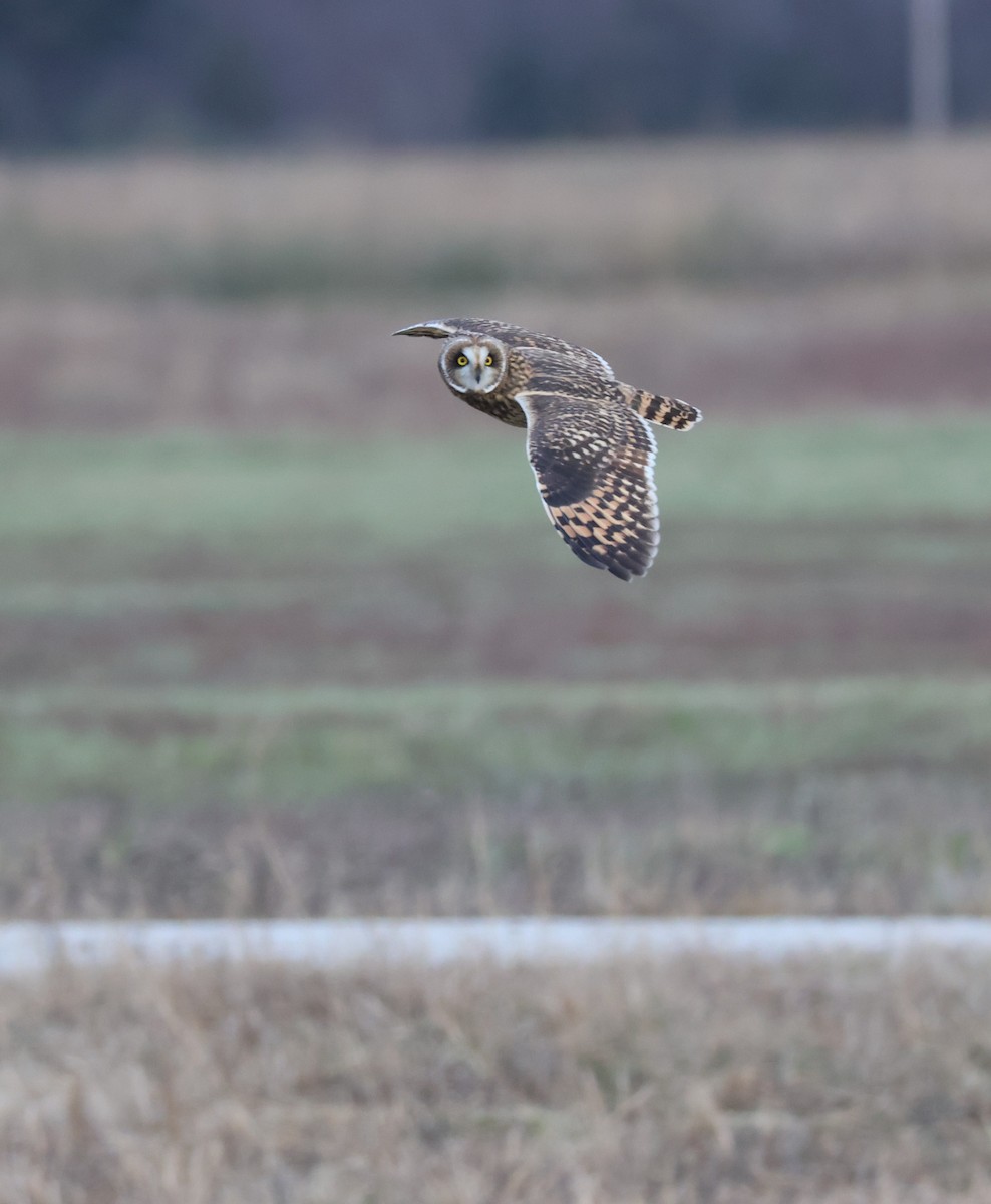 Zingira-hontza - ML646608597