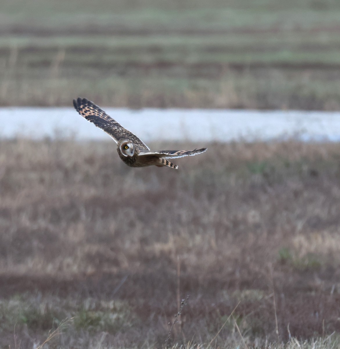 Zingira-hontza - ML646608598