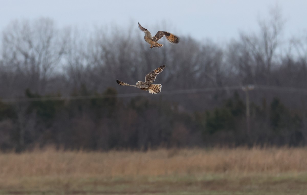 Zingira-hontza - ML646608599